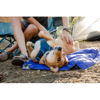 Ein entspannter Hund mit braun-weißer Fellfarbe liegt auf einer blauen Campingmatte und genießt eine Bauchmassage von einer Person in Shorts und Sandalen.