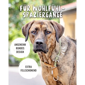 Hund mit einem stilvollen Halsband in grünem Design, mit dem Text: "Für Wohlfühl-Spaziergänge," "Angenehm rundes Design," und "Extra fellschonend."