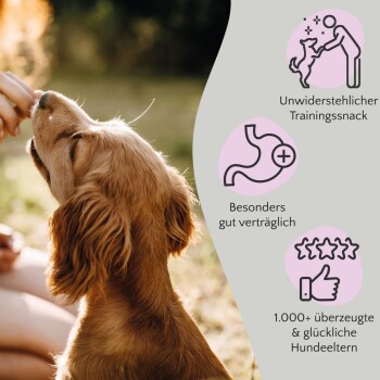 Golden Retriever Welpe, der ein Leckerli von einer Person erhält, mit Text über Trainingssnacks und glückliche Hundebesitzer.