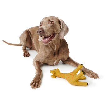 Ein glücklicher grauer Weimaraner-Hund liegt auf einer weißen Oberfläche neben einem gelben Giraffenspielzeug mit orangefarbenen Flecken.
