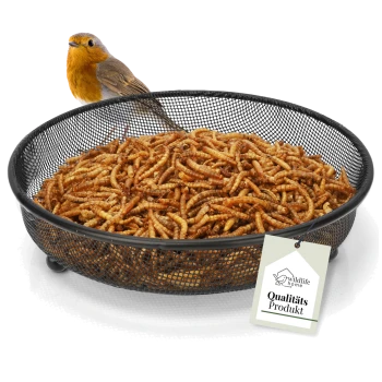 Ein kleiner Vogel mit orangefarbenem Brust steht neben einer schwarzen Netzschüssel, die mit getrockneten Mehlwürmern gefüllt ist, beschriftet mit "Qualitäts Produkt."