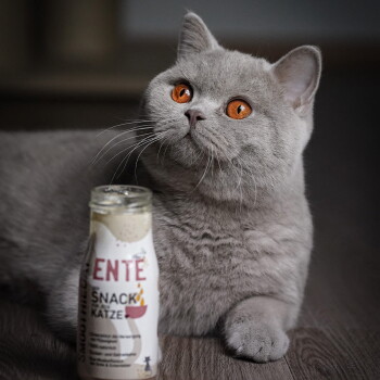 Graue Britisch-Kurzhaar-Katze mit orangen Augen, die neben einer teilweise sichtbaren Flasche mit der Aufschrift „ENTE SNACK KATZE“ liegt.