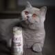 Graue Britisch-Kurzhaar-Katze mit orangen Augen, die neben einer teilweise sichtbaren Flasche mit der Aufschrift „ENTE SNACK KATZE“ liegt.