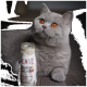 Graue Britisch-Kurzhaar-Katze mit orangen Augen, die neben einer teilweise sichtbaren Flasche mit der Aufschrift „ENTE SNACK KATZE“ liegt.