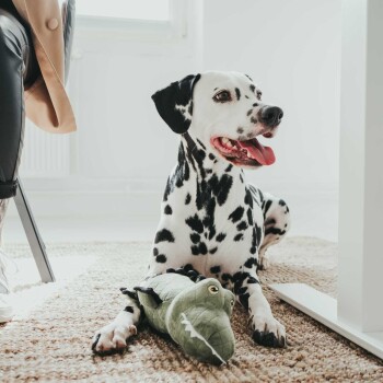 Ein glücklicher Dalmatiner sitzt auf einem gewebten Teppich und spielt mit einem grünen Alligator-Plüschspielzeug, mit einem Stuhl und einem hellen Fenster im Hintergrund.