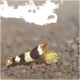 Close-up van een zwart-witte garnaal die een klein stuk voedsel vasthoudt, op een gestructureerd substraat in een aquariumomgeving.