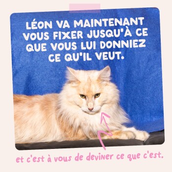 Chat crème-orangé duveteux sur fond bleu avec la légende en français « Léon va maintenant vous fixer... » et une flèche rose vers sa poitrine.