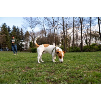 Kleiner weiß-brauner Jack-Russell-Hund mit Geschirr schnüffelt im Gras in einem Park, im Hintergrund eine unscharfe Person, die geht.