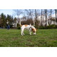 Kleiner weiß-brauner Jack-Russell-Hund mit Geschirr schnüffelt im Gras in einem Park, im Hintergrund eine unscharfe Person, die geht.
