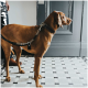 Ein brauner Hund steht auf einem gemusterten Boden, trägt ein schwarzes Halsband und eine Leine und schaut auf eine graue Tür.