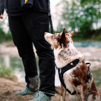 Eine Person in schwarzen Hosen steht am Fluss und schaut auf einen braun-weißen Hund, der ein schwarzes Geschirr trägt.