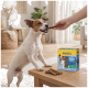 Small white-and-brown dog on table being fed a chew; box reading 'MultiFit Dental Care' and chew sticks visible.