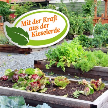 Ein bunter Gemeinschaftsgarten mit Hochbeeten voller Blattgemüse und Gemüse, mit einem Schild, das sagt: "Mit der Kraft aus der Kieselerde."