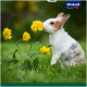 Ein süßer Hase schnüffelt an leuchtend gelben Blumen auf einer Wiese, mit dem Vitakraft-Logo in der oberen rechten Ecke.