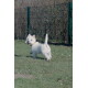 Kleiner weißer West Highland Terrier mit Halsband, schaut zurück, steht auf Gras; im Hintergrund ein Maschendrahtzaun.