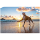 Gestromter Hund mit Halsband läuft an einem nassen Strand bei Sonnenuntergang, Sonnenreflexion auf dem Wasser und kleine Inseln am Horizont