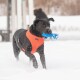Ein schwarzer Hund, der ein orangefarbenes Geschirr trägt, läuft durch den Schnee und hält ein blaues Spielzeug im Mund.
