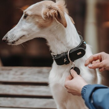 Nahaufnahme eines weißen und braunen Hundes, der ein schwarzes Halsband mit einem Anhänger trägt, während eine Person einen Schlüsselanhänger daran befestigt.