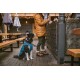 Eine Frau in einer braunen Daunenjacke steht an einer Bar mit einem Bier, während ein schwarz-weißer Hund in einem blauen Mantel neben ihr sitzt.