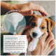 Eine Person, die einem Hund mit einer Pipette Augentropfen verabreicht. Der Text auf dem Bild lautet "ANWENDUNG" mit Gebrauchsanweisungen.
