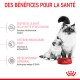 Un chat et un chaton à côté d'un bol rouge Royal Canin, présentant des bienfaits pour la santé comme le soutien immunitaire et le développement cérébral.