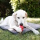 Un labrador retriever blanc allongé sur un tapis pour animaux de compagnie gris, tenant un jouet en caoutchouc rouge dans sa bouche, avec de l'herbe verte et des arbres en arrière-plan.
