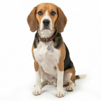 Zittende driekleurige beagle op witte achtergrond met een bruine halsband en een ronde ID-tag met een QR-code.