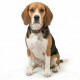 Zittende driekleurige beagle op witte achtergrond met een bruine halsband en een ronde ID-tag met een QR-code.