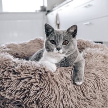 Eine graue Katze mit weißen Pfoten liegt bequem auf einem flauschigen beigen Haustierbett und schaut direkt in die Kamera.
