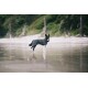 Ein schwarz-weißer Hund, der einen wasserdichten Mantel trägt, steht an einem nassen Strand, mit einer verschwommenen grünen Landschaft im Hintergrund.