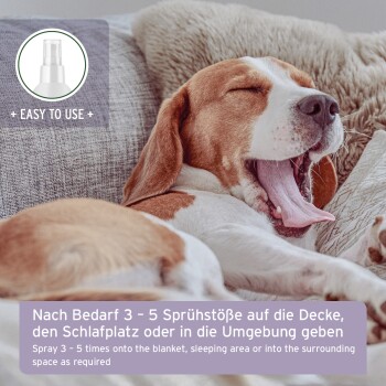 Gähnender Beagle auf dem Sofa; Banner zeigt deutschen Text „Nach Bedarf 3–5 Sprühstöße...“ und englischen Text „Spray 3–5 times...“ sowie „+ EASY TO USE +“ (auf Englisch).