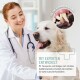Ein Tierarzt in einem weißen Kittel steht neben einem Golden Retriever mit einem Bild seiner Zähne. Text: "Entwickelt mit Experten" und "für starke, gesunde Hundezähne."
