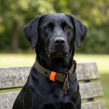 Eine Nahaufnahme des Profils eines braunen Hundes mit einem leuchtend orangefarbenen Halsband vor einem dunkelgrünen Hintergrund.