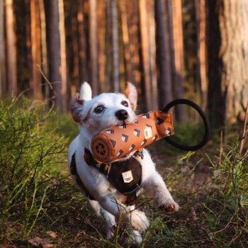 Ein kleiner weißer Hund mit braunen Flecken läuft durch einen Wald und hält ein braunes Spielzeug mit einem schwarzen Ring im Mund.