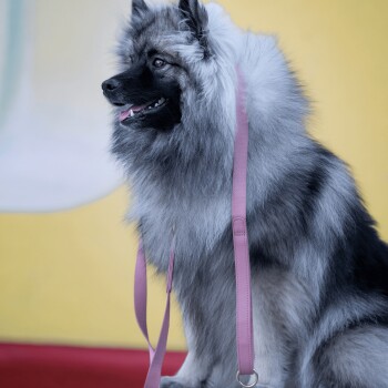 Ein flauschiger grau-schwarzer Hund mit einer pinken Leine sitzt vor einem hellgelben Hintergrund und zeigt seinen freundlichen Ausdruck.