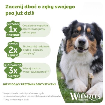 Pies żujący przysmak dentystyczny z polskim nagłówkiem "Zacznij dbać o zęby swojego psa już dziś" oraz logo Whimzees.