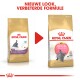 Afbeelding die twee zakken Royal Canin kittenvoer voor Britse Korthaar katten vergelijkt, met een nieuwe uitstraling en verbeterde formule.