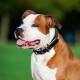 Bruin-witte pitbullachtige hond met een zwarte leren halsband, tong uit, tegen een onscherpe groene parkachtergrond.