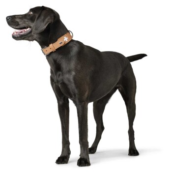 Ein glücklicher schwarzer Hund steht stolz da und trägt ein braunes Lederhalsband mit einem weißen Kreuzsymbol, vor einem weißen Hintergrund.