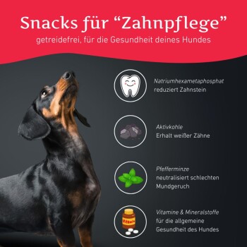 Ein Dackel schaut auf den Text "Snacks für Zahnpflege," der Zutaten für die Zahngesundheit von Hunden hervorhebt.