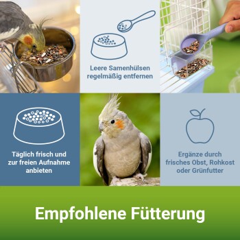 Bild von Vogelfütterungstipps: ein Nymphensittich, der Samen frisst, ein Papagei mit Futter und Symbole zur Samenentfernung und frischer Fütterung. Text: "Empfohlene Fütterung."
