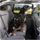 Ein mittelgroßer Hund im Geschirr sitzt auf dem Rücksitz eines Autos und schaut aus dem Fenster auf eine grüne Landschaft.