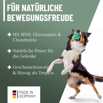 Ein verspielter schwarz-weißer Hund läuft durch einen Weg, der mit lila Blumen und Grün gesäumt ist, und strahlt Freude und Energie aus.