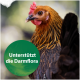 Eine Nahaufnahme einer braunen Henne mit rotem Kamm und Kehllappen, die ein grünes rundes Etikett trägt, auf dem steht 'Unterstützt die Darmflora.'