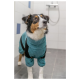 Ein Hund trägt einen türkisfarbenen Bademantel mit schwarzen Riemen und steht in einem gefliesten Badezimmer, schaut neugierig nach oben.