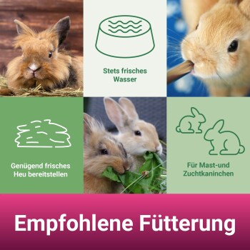 Bild zeigt Kaninchen mit Fütterungstipps: "Immer frisches Wasser bereitstellen," "Viel frisches Heu anbieten," und "Für Fleisch- und Zuchtkaninchen."