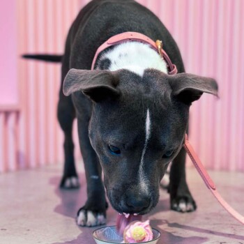 Ein grauer Hund mit einer weißen Brust und einem rosa Halsband leckt ein kleines Dessert auf einem Teller, vor einem rosa gestreiften Hintergrund.