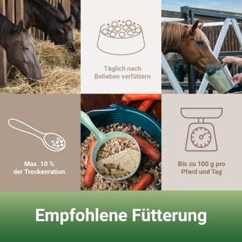 Collage zeigt Pferde, die Heu und Futter fressen, Pferdefutter mit Karotten und deutschen Text zu Fütterungsempfehlungen.