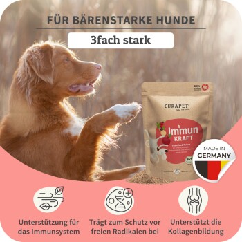 Ein Golden Retriever im Profil neben CURAPET ImmunKRAFT Superfood-Pulver, beschriftet mit "3fach stark" zur Unterstützung des Immunsystems, hergestellt in Deutschland.