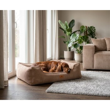 Goldbrauner Hund schläft in einem gerippten braunen Cord-Hundebett mit Lederetikett 'KNUFFELWUFF' in einem gemütlichen Wohnzimmer
